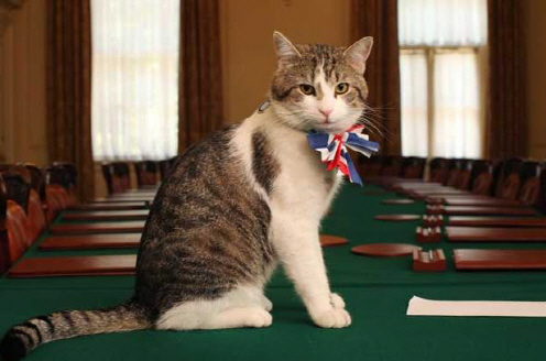영국 다우닝가 10번지의 ‘수렵보좌관’ 고양이 래리/사진=위키피디아