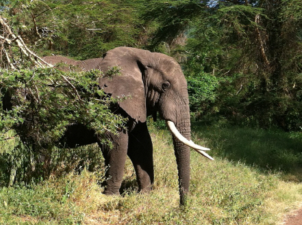 야생 코끼리의 공격을 받은 한 남성이 사망했다./출처=구글