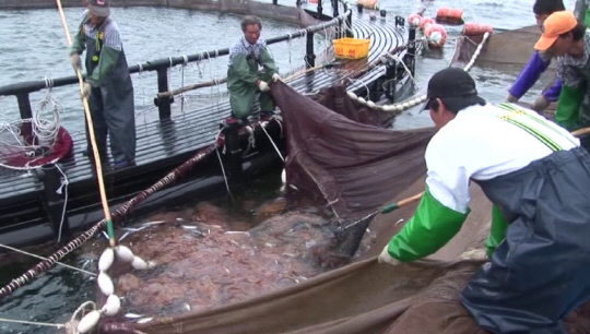 [뒷북경제] 물고기용 사료 수출 '중국 특수'