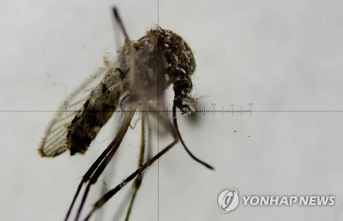지카 바이러스는 이집트숲모기(Aedes aegypti)와 흰줄숲모기(Aedes albopictus)에 물릴 경우 감염된다. 사진은 이집트숲모기의 모습. /출처=연합뉴스