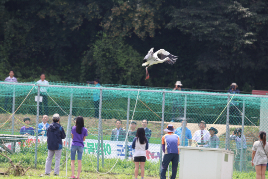 충남 예산군 황새공원에서 18일 천연기념물 제199호로 지정된 황새가 방사돼 자연으로 돌아가고 있다. LG상록재단은 교원대 황새복원센터와 협약을 맺고 지난 2013년부터 황새의 복원·증식을 지원해왔으며 이날 다섯 마리를 포함해 총 아홉 마리를 방사했다. /사진제공=LG그룹