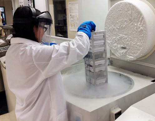 한 연구원이 매사추세츠 주 프레이밍햄에 위치한 버그 본사에서 저온 기억장치로부터 냉동세포를 꺼내고 있다.