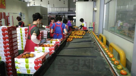 지난 13일 전북 익산원예농협 산지유통센터(APC) 직원들이 농가에서 수집한 토마토를 무게 등에 따라 선별하는 작업을 하고 있다.