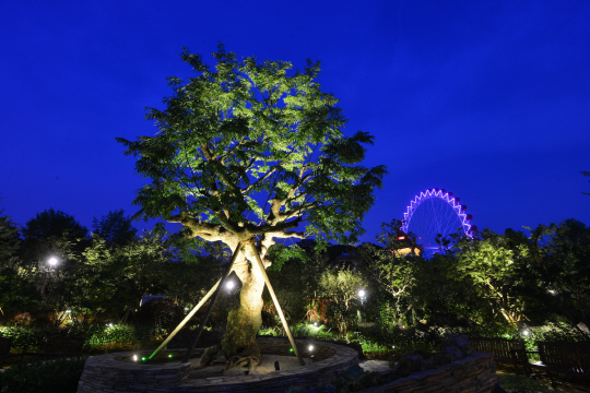 에버랜드 뮤직가든의 150년된 느티나무 ‘하모니 트리’의 야경 /사진제공=에버랜드