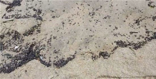 부산 광안리 개미떼 대이동 ‘대지진의 전조현상?’ “먹이를 찾아 이동하는 것 뿐”