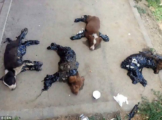 루마니아에서 타르를 뒤집어쓴 채 버려진 강아지 네 마리가 발견됐다. /출처=데일리메일 트위터