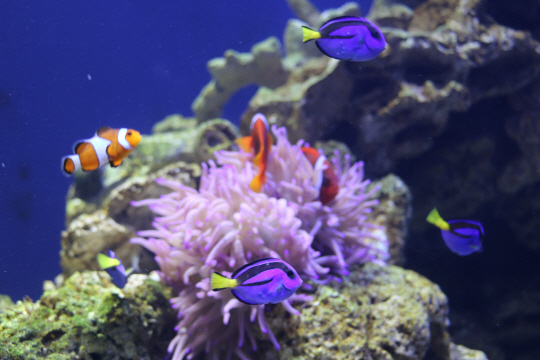 산호수조에서 물고기들이 헤엄치고 있다. 애니메이션 ‘도리를 찾아서’에 등장하는 블루탱(도리 역할, 파란색)과 크라운피시(니모·말린 역할, 분홍색)가 보인다.
