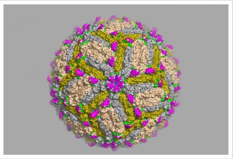 성숙 지카 바이러스 입자 표면에서 이뤄진 3종의 지카 바이러스 항원 결정부(epitope) 분포상을 초저온 전자현미경을 통해 포착한 이미지./출처=학술지 세포(Cell) 논문