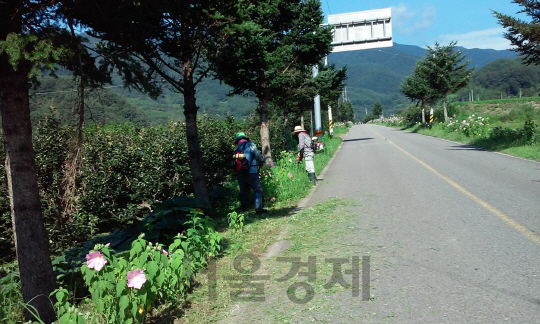 산청군 삼장면이 8월 초 만개하는 부용화 꽃길의 제초작업을 하고 있다. /사진제공=산청군 삼양면