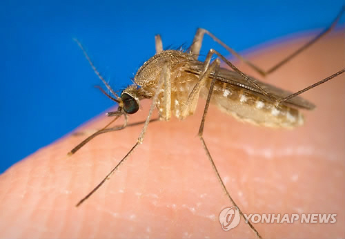 지카바이러스가 발견된 ‘열대집모기’(Culex quinquefasciatus / 사진=EPA·연합뉴스