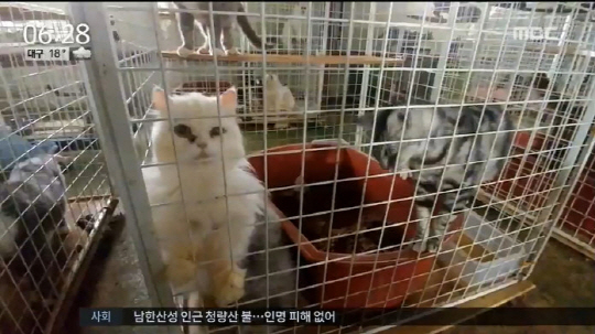 SBS ‘TV동물농장’이 고양이 번식 공장의 실상을 취재했다 /출처= MBC 뉴스 영상 캡쳐