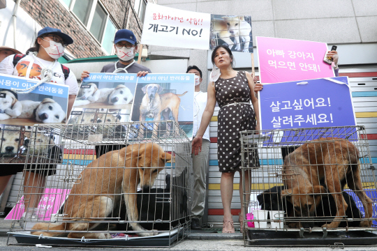 16일 말복을 맞아 동물보호 단체 회원들이 서울시 광진구의 한 보신탕집 앞에서 개 식용 반대 시위를 펼쳤다. /연합뉴스