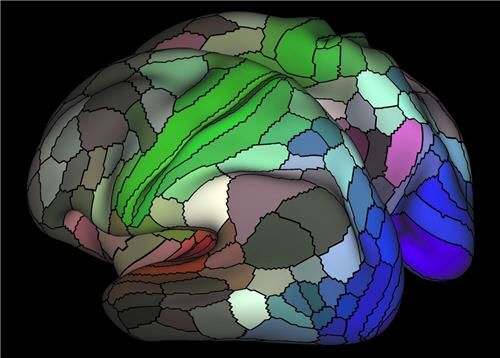 대뇌피질을 180개 영역으로 나눠 색으로 표시한 뇌 지도의 모습. 시각 관련 부위를 푸른색 계통으로, 촉각 관련 부위를 초록색 계통으로 표시하는 등 기능에 따라 색이 나뉜다. /출처=네이처