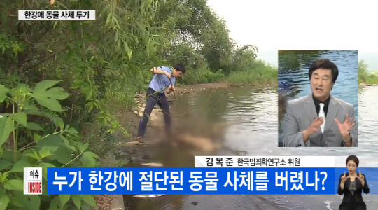 한강에서 절단된 돼지 사체 수십 구가 발견돼 경찰이 수사에 착수했다. / 출처=YTN ‘이슈 인사이드’ 화면 캡처