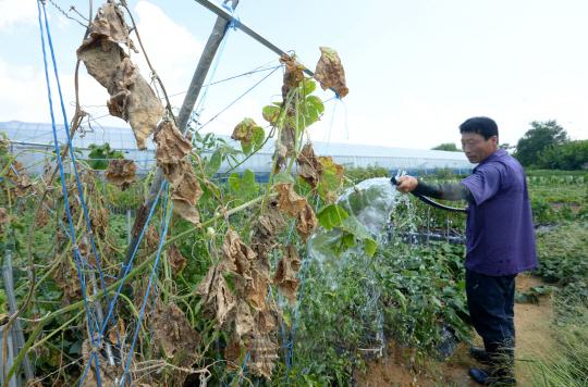 폭염과 가뭄으로 밭작물 피해가 커지고 있는 22일 경기도 김포시의 한 농장에서 농민이 타들어간 토마토에 물을 주고 있다./김포=권욱기자
