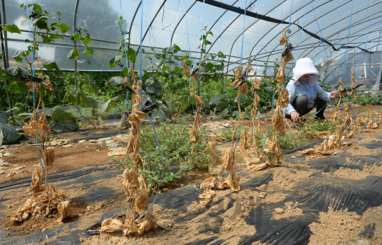 폭염과 가뭄으로 밭작물 피해가 커지고 있는 22일 경기도 김포시의 한 농장에서 농민이 타들어간 오이를 바라보고 있다./김포=권욱기자