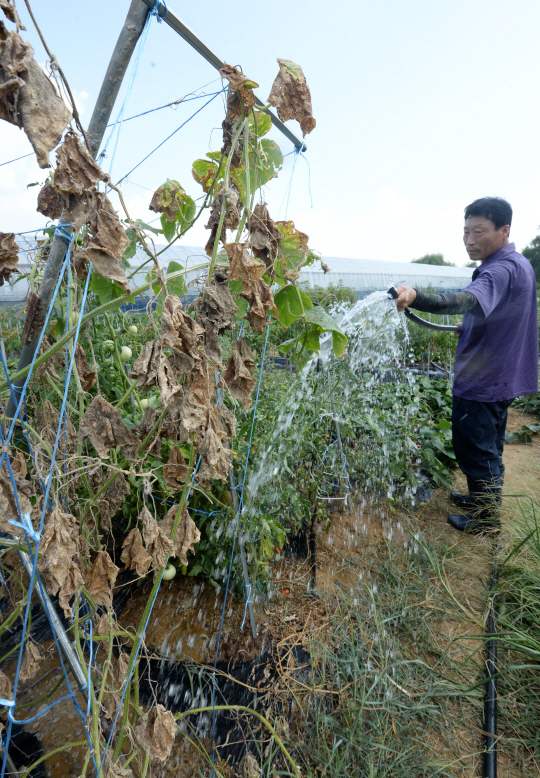 폭염과 가뭄으로 밭작물 피해가 커지고 있는 22일 경기도 김포시의 한 농장에서 농민이 타들어간 토마토에 물을 주고 있다./김포=권욱기자