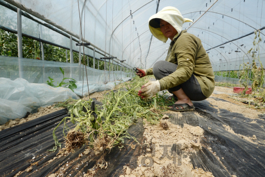 폭염과 가뭄으로 밭작물 피해가 커지고 있는 22일 경기도 김포시의 한 농장에서 농민이 타들어간 토마토 줄기를 뽑고 있다./김포=권욱기자
