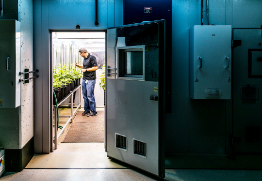 비밀의 정원 몬산토 직원 에드 피셔가 미주리 주 체스터필드에 위치한 회사 R&D 시설의 한 재배실에서 대두를 점검하고 있다.