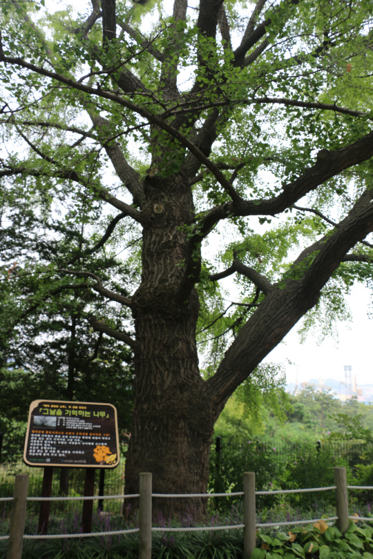 월미공원 입구에는 104살의 ‘그날을 기억하는 나무(은행나무·높이 20m)’가 자리를 지키며 관람객을 맞고 있다.