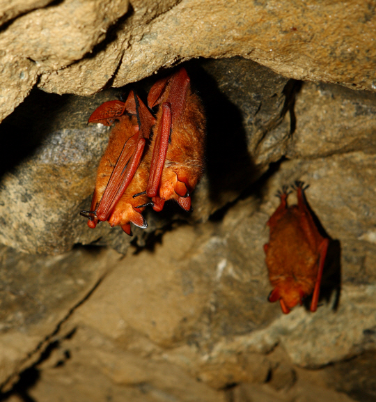 동굴에서 겨울잠을 자고 있는 천연기념물 제452호 붉은박쥐는 ‘황금박쥐’라는 애칭으로도 불린다. /사진출처=문화재청