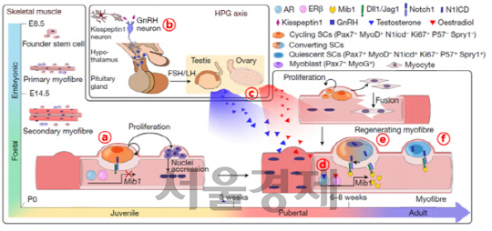 연구에서 규명한 성체 근육 줄기세포 형성 기작./사진제공=미래창조과학부