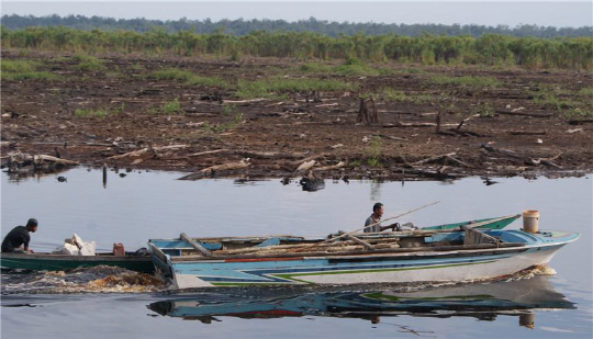 인도네시아 열대림 황폐지. 사진제공=국립산림과학원