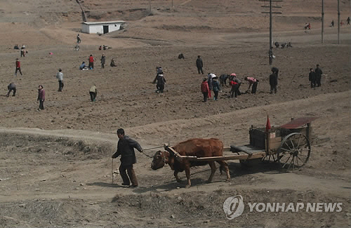 추수철을 앞두고 북한에서 곡물을 노린 군인들의 범죄가 기승하고 있다. /연합뉴스