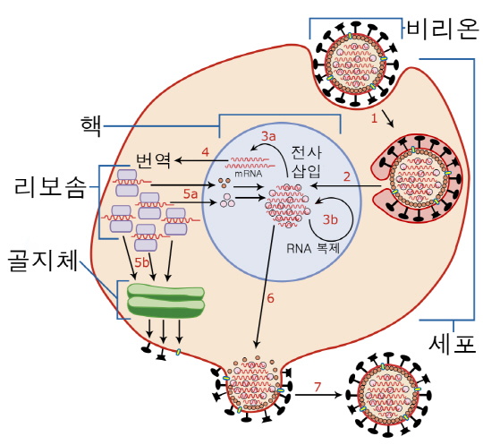 인플루엔자 바이러스 감염과 복제 과정을 나타낸 그림. 먼저 바이러스가 세포에 결합해서 침입한 다음 바이러스성 단백질 및 RNA의 새로운 사본을 복제하도록 유전자를 보낸다. 이후 새로운 비리온이 감염된 세포에서 방출된다.