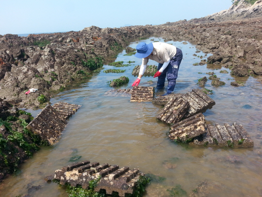 곰섬 주민이 해삼전용 인공어초를 점검하고 있다. 사진제공=충남도