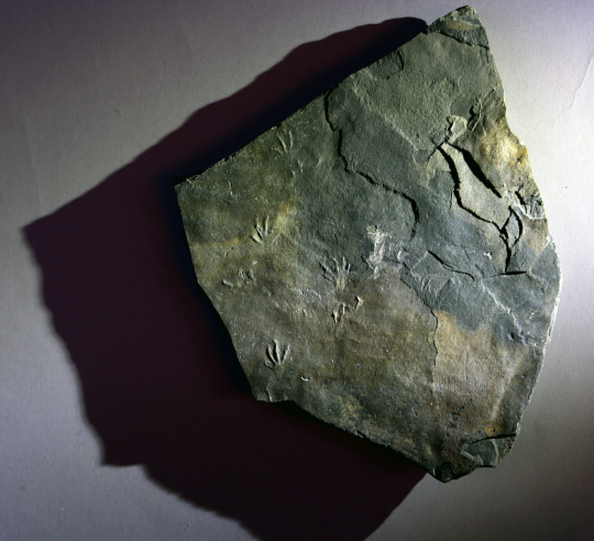 세계 최초로 중생대 백악기 지층에서 발견된 도마뱀 발자국 화석인 ‘네오사우로이데스 코리아엔시스’ 화석. /사진제공=문화재청 국립문화재연구소