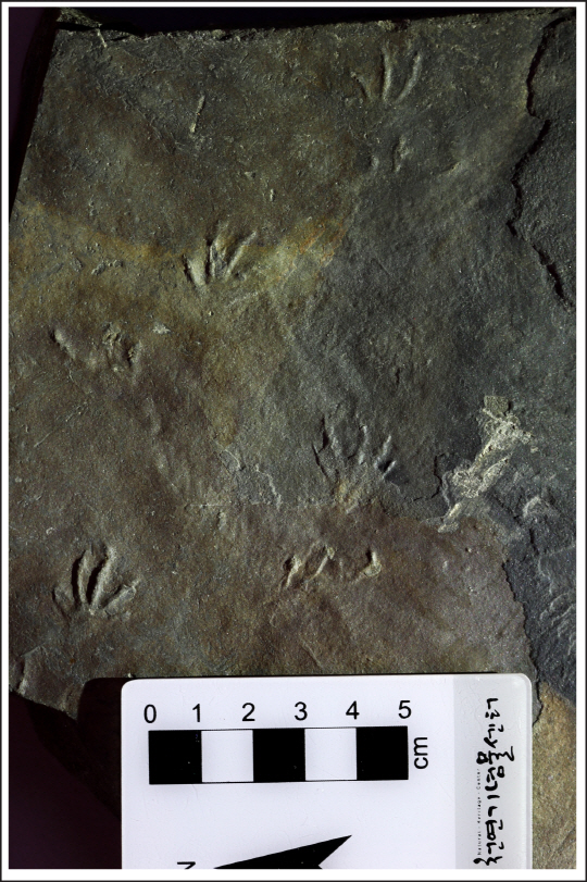 세계 최초로 중생대 백악기 지층에서 발견된 도마뱀 발자국 화석인 ‘네오사우로이데스 코리아엔시스’ 화석은 당시 한반도에 큰 공룡의 먹이가 되는 작은 도마뱀이 서식했음을 보여준다. /사진제공=문화재청 국립문화재연구소
