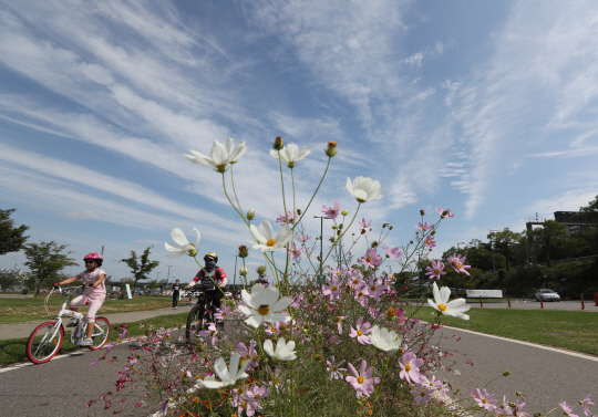닷새간의 추석연휴와 함께 여름철 무더위도 저 멀리 물러나 계절이 완연한 가을로 접어들었다. 유난히 파란 하늘이 펼쳐진 18일 시민들이 코스모스가 핀 서울 반포 한강공원의 자전거길을 달리고 있다.  /연합뉴스