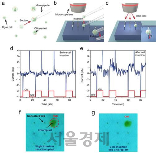 나노전극에 식물세포 삽입 및 광합성 전자 추출./사진제공=미래창조과학부