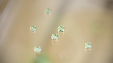 초소수성(superhydrophobic) 필름 위 물방울이 흔적을 남기지 않고 구 모양을 유지하고 있는 모습.