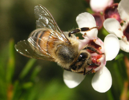 꿀벌/사진=위키피디아캡처