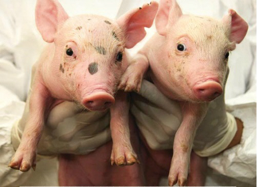 국립축산과학원이 만든 면역 결핍 형질 전환 돼지 ‘사랑이’. 초급성,, 급성, 혈관성 거부 반응을 없앤 이 돼지의 장기를 2018년께 원숭이에게 이식하는 실험을 실시할 예정이다.