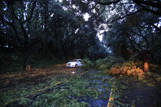 제18호 태풍 차바(Chaba)가 제주도를 관통한 5일 오전 서귀포시 중문관광단지 진입로가 부러진 나무와 가지로 쑥대밭이 돼 있다.