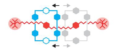조금 더 복잡한 구조의 분자기계의 모델인 ‘로탁세인’구조의 개념도. 고리모양의 분자 사이에 긴 막대 모양의 축을 끼운 뒤 해당 분자고리가 특정 방향으로 회전, 이동하도록 작동시킨다. /이미지제공=노벨위원회