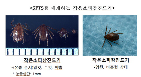 중증열성혈소판 감소증후군은 4~11월 참진드기(야생진드기)에 물려 발생하며 고열, 소화기증상(구토, 설사 등), 혈소판 감소 등의 증상을 나타낸다. 사진은 작은소피참진드기./질병관리본부