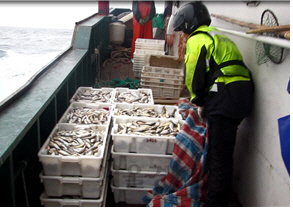 서해어업관리단이 어획량을 축소 보고한 중국 어선을 단속하고 있다./자료=해수부