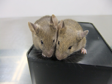 줄기세포로 만든 난자로 태어난 쥐의 모습./출처=Katsuhiko Hayashi 제공