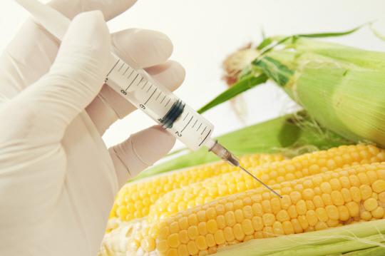 GMO의 안전성에 대한 논란은 끊임없이 지속되고 있지만 현재까지 과학적으로 확인된 사실은 세간에 알려진 것만큼 특별하지 않다. /서울경제DB