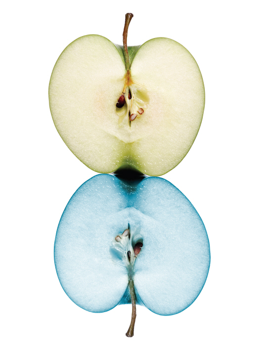 캐나다 업체가 개발한 최초의 유전자변형 사과 아크틱 그래니. 이 사과는 유전자에 변형을 가해 갈변(褐變) 유발 효소의 생성을 억제시켰다. /서울경제DB