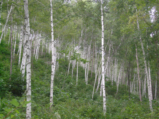 자작나무 숲. 사진제공=국립산림과학원