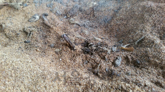 2015년 5월25일 전남 영암군 덕진면 한 오리농가에 호기성호열미생물 처리방식으로 매몰된 오리가 1년 5개월이 지났는데도 소멸되고 않고 있다. /사진=김선덕기자