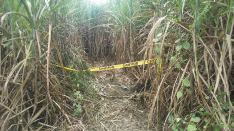 지난 11일 오전 한국인 남녀 세 명이 시신으로 발견된 필리핀 마닐라 북쪽 산페르난도시 외곽 사탕수수밭. /연합뉴스