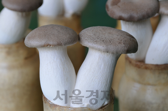 새송이 버섯(단비)                          /사진제공=경남도농업기술원