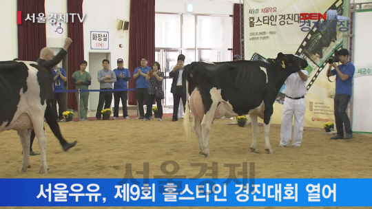 [서울경제TV] 1등 젖소 찾아라… 서울우유, 홀스타인 경진대회