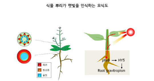 잎에 의해 흡수된 햇빛은 줄기와 뿌리의 관다발을 통해 지하의 뿌리까지 전달된다. 뿌리에 있는 피토크롬 B (phyB) 광수용체는 뿌리로 전달된 빛을 인식해 HY5 전사인자를 활성화하고, 이후 유전자 발현을 촉진함으로써 뿌리 생장과 발달,  굴지성기능 등을 조절해 식물의 생장을 최적화 한다. /자료=서울대